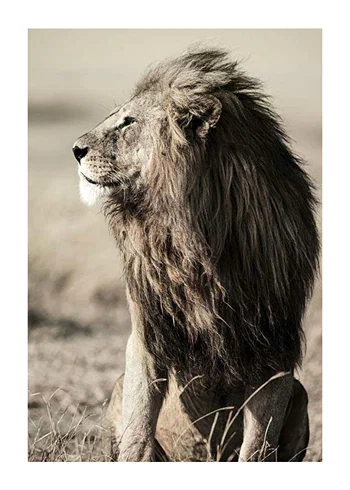 Poster Lion In Profile