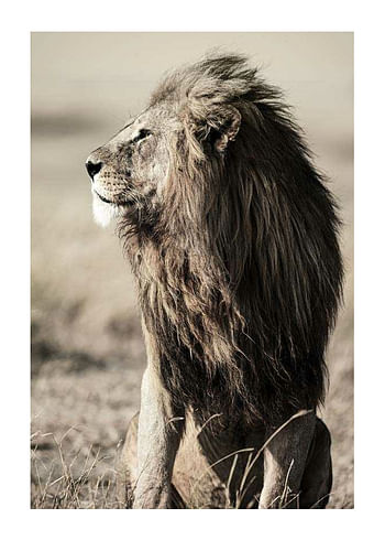 Plagát Lion In Profile
