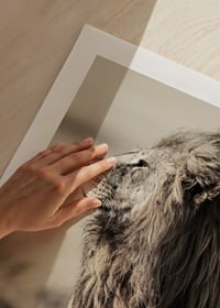 Close-up of sitting male African lion in side profile-9