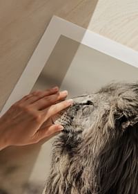 Lion In Profile-5