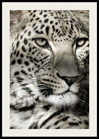 Detailný záber leoparda s jasnými škvrnami a pokojným pohľadom-2