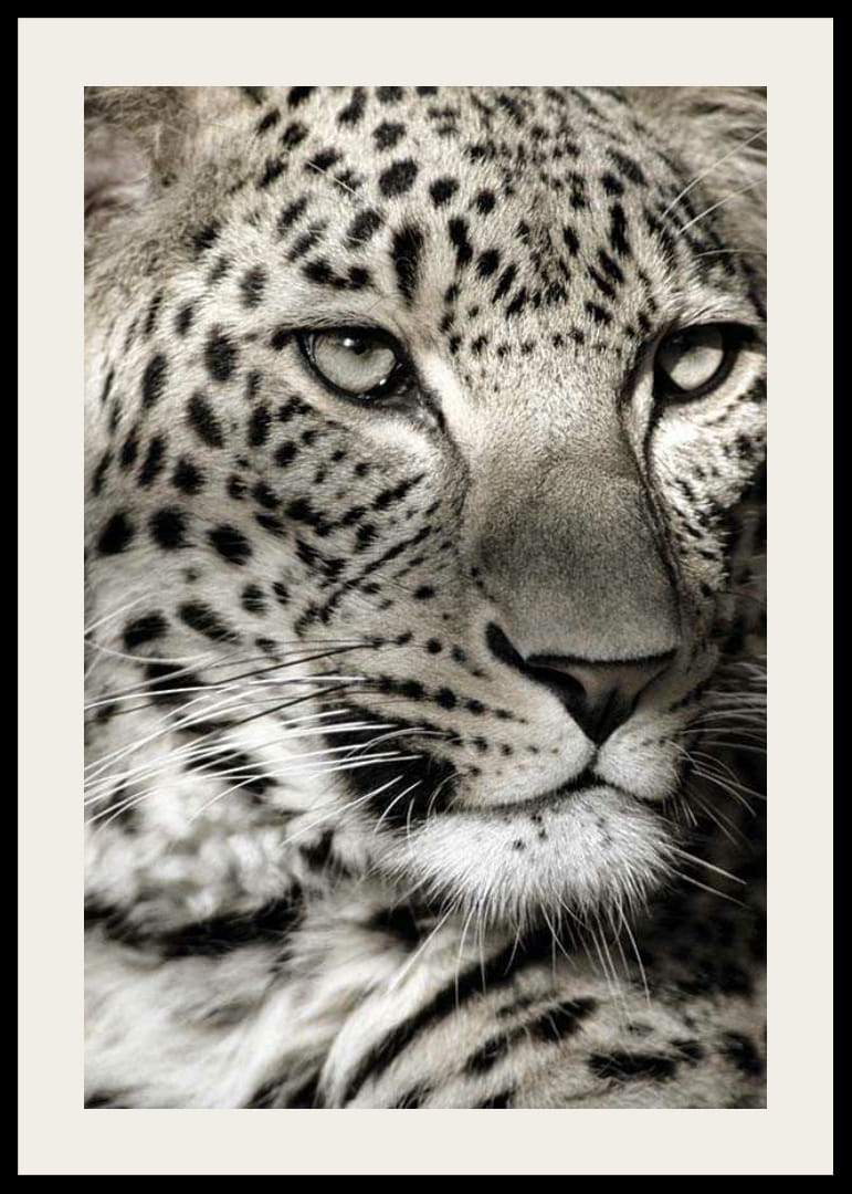 Detailný záber leoparda s jasnými škvrnami a pokojným pohľadom-12