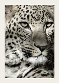 Detailný záber leoparda s jasnými škvrnami a pokojným pohľadom-3