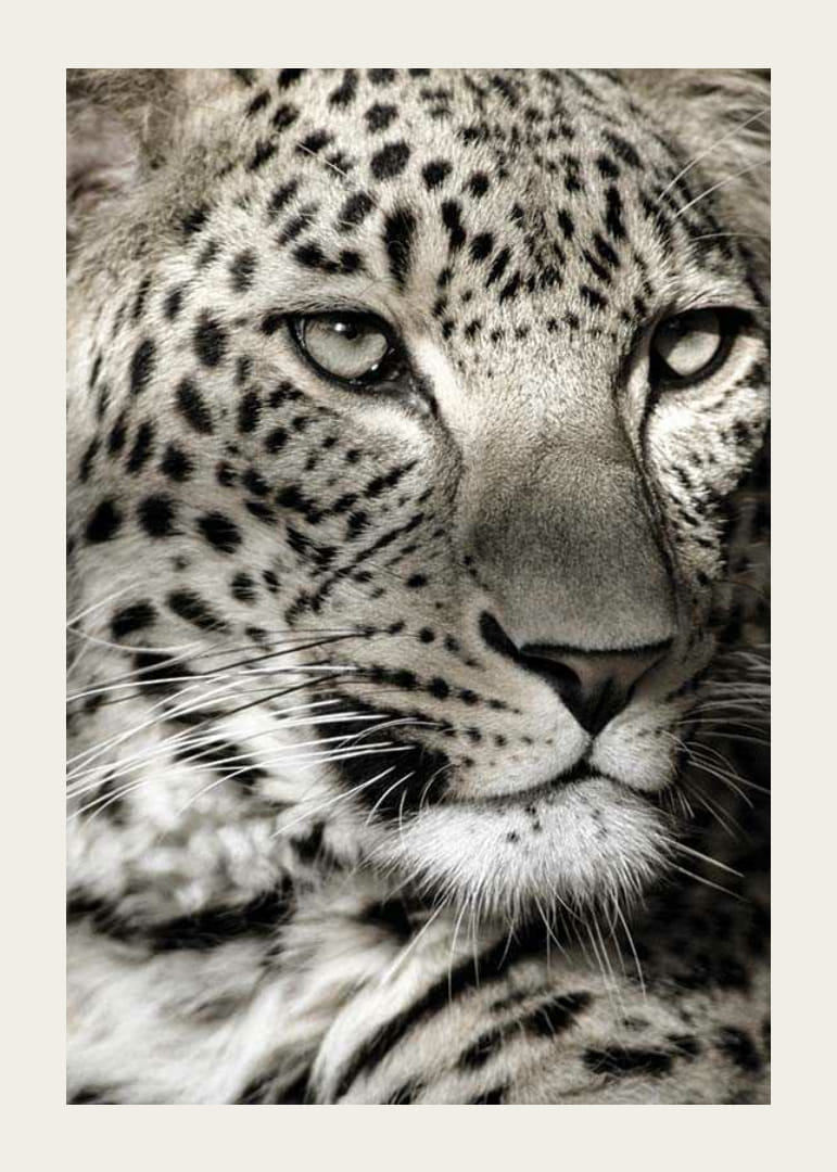 Detailný záber leoparda s jasnými škvrnami a pokojným pohľadom-12