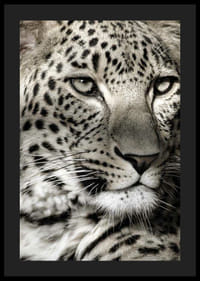 Detailný záber leoparda s jasnými škvrnami a pokojným pohľadom-4