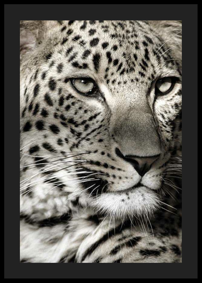 Detailný záber leoparda s jasnými škvrnami a pokojným pohľadom-12