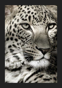 Detailný záber leoparda s jasnými škvrnami a pokojným pohľadom-5