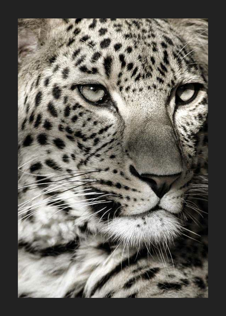 Detailný záber leoparda s jasnými škvrnami a pokojným pohľadom-12