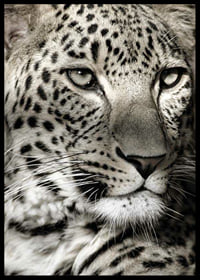 Zbliżenie lamparta z wyraźnymi plamkami i spokojnym spojrzeniem-6