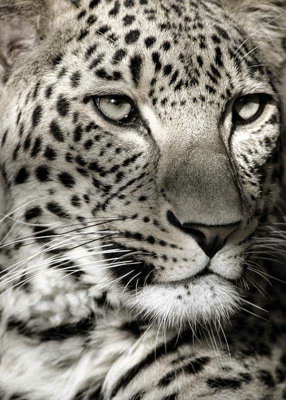 Leopard-12