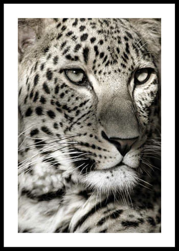 Poster Leopard