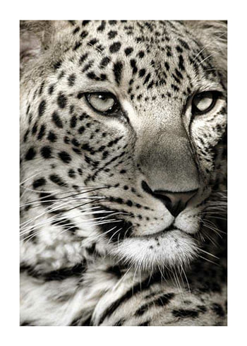 Plagát Leopard