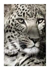 Leopard-1