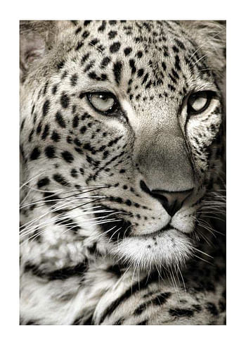 Poster Leopard