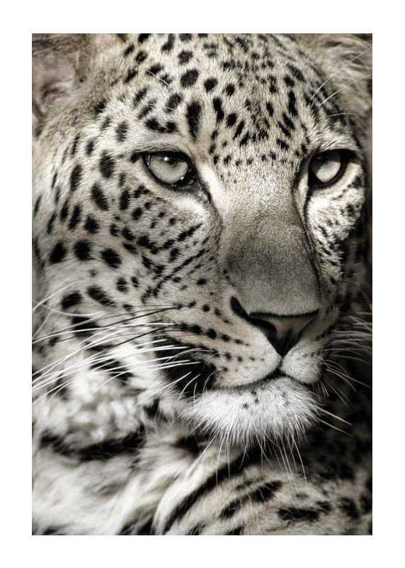 Leopard-12