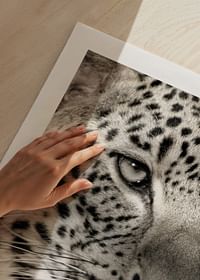 Leopard-5