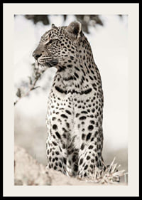 Photographic leopard in profile against light blurred background-2