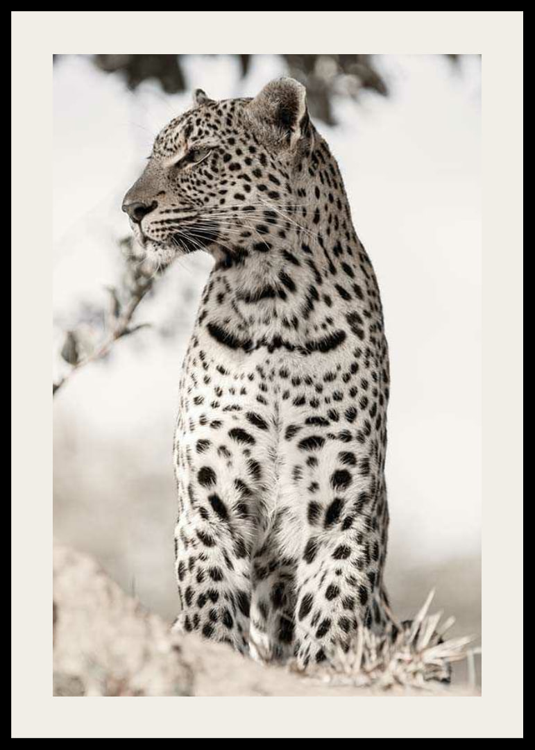 Photographic leopard in profile against light blurred background-12