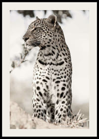 Valokuvallinen leopardi profiilissa vaaleaa sumennettua taustaa vasten-2