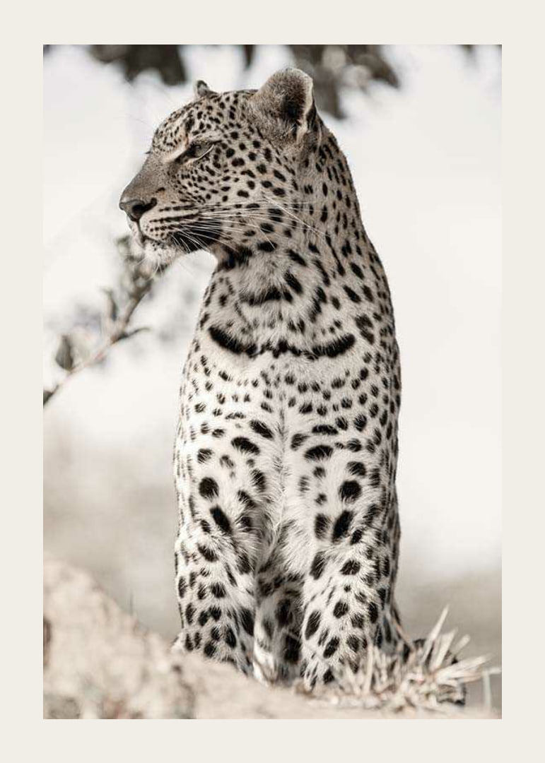 Photographic leopard in profile against light blurred background-12