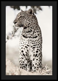 Photographic leopard in profile against light blurred background-4
