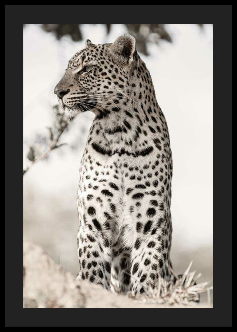 Photographic leopard in profile against light blurred background-12