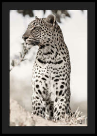 Valokuvallinen leopardi profiilissa vaaleaa sumennettua taustaa vasten-4