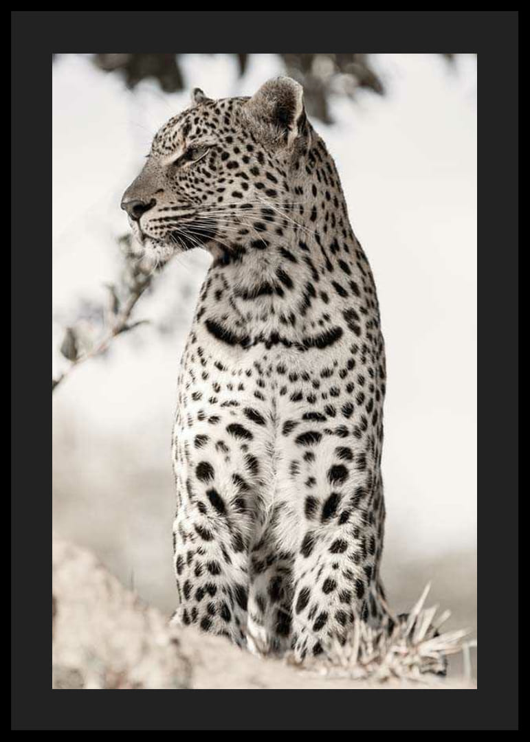 Valokuvallinen leopardi profiilissa vaaleaa sumennettua taustaa vasten-12