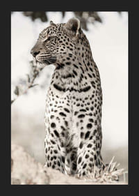 Valokuvallinen leopardi profiilissa vaaleaa sumennettua taustaa vasten-5