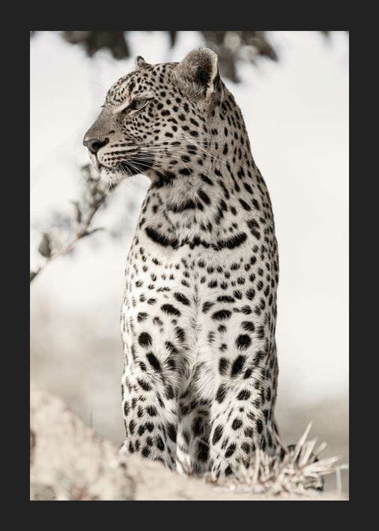 Valokuvallinen leopardi profiilissa vaaleaa sumennettua taustaa vasten-12