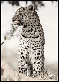 Photographic leopard in profile against light blurred background-6