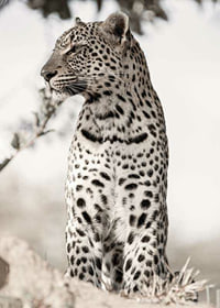 Photographic leopard in profile against light blurred background-7