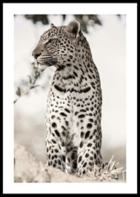 Photographic leopard in profile against light blurred background-0