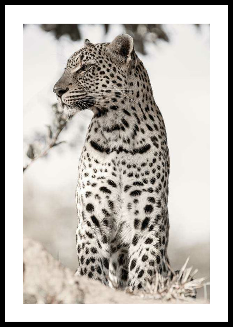 Photographic leopard in profile against light blurred background-12