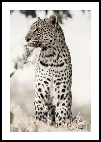 Poster African Leopard