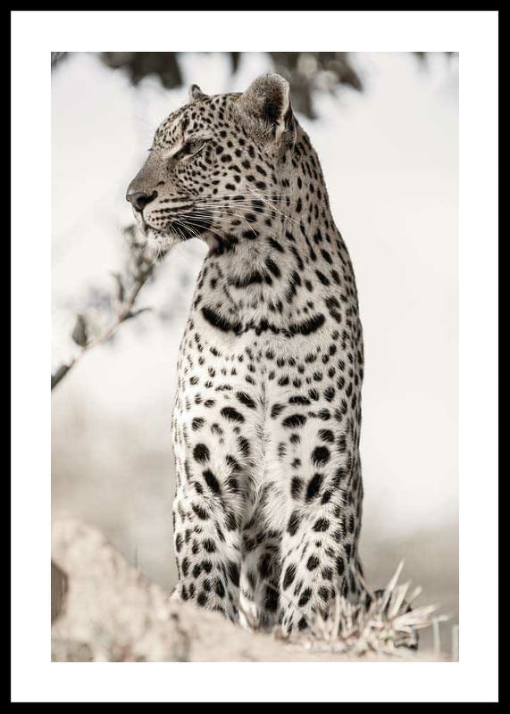 African Leopard-12