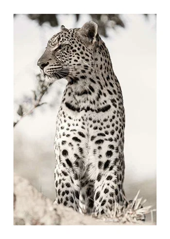 Poster African Leopard