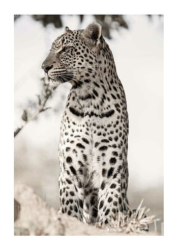 Juliste African Leopard