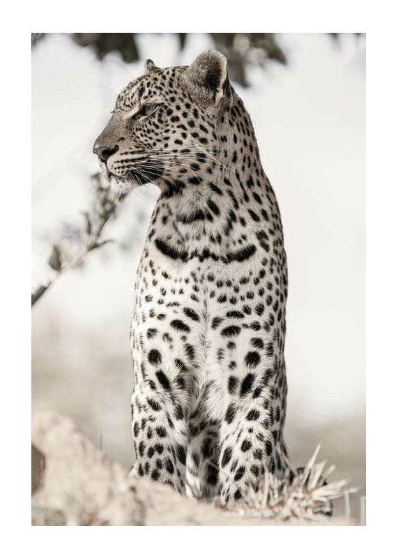 African Leopard-12