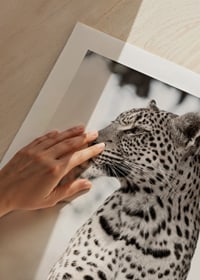 Photographic leopard in profile against light blurred background-9