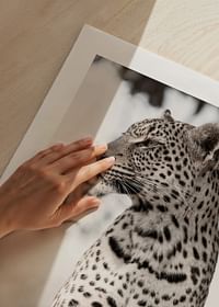 African Leopard-5