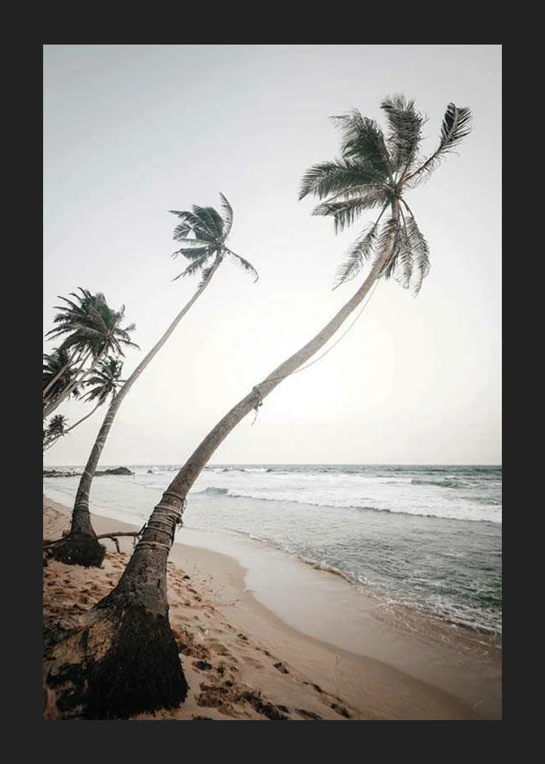 Photographic palm trees by the sea on sandy beach in soft tones-12