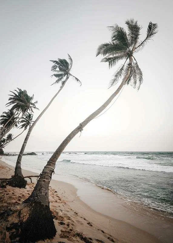 Photographic palm trees by the sea on sandy beach in soft tones-12