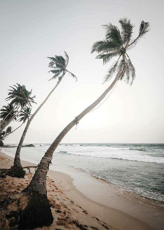 Beach Palm Trees-12