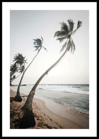Beach Palm Trees-0