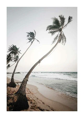 Poster Beach Palm Trees