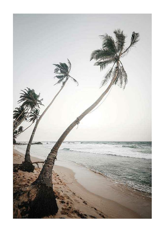 Plagát Beach Palm Trees