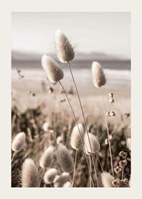Close-up of soft beige grass blades against blurred beach background-3