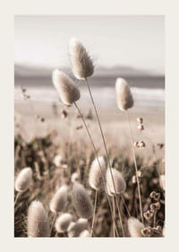 Zbliżenie miękkich beżowych źdźbeł trawy na rozmytym tle plaży-3