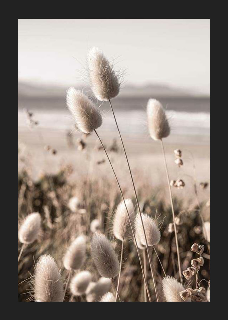 Close-up of soft beige grass blades against blurred beach background-12